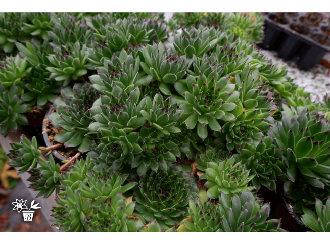 Sempervivum   'Reinhard'